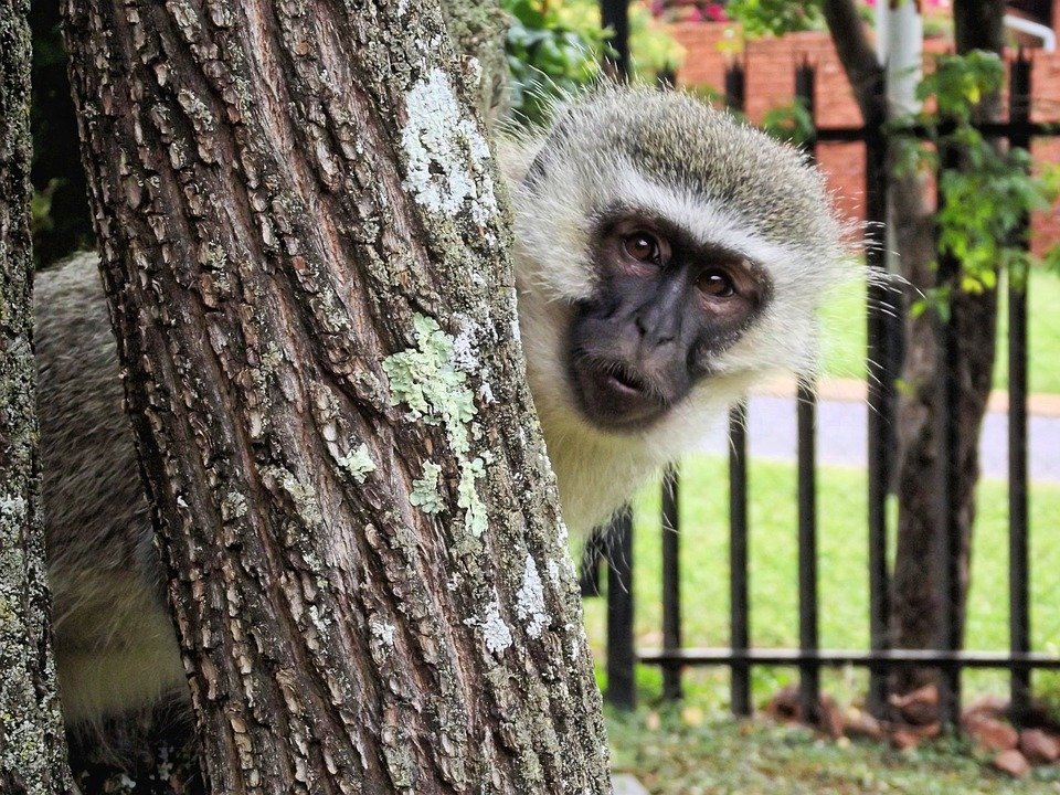 動物占いが 猿 の人の特徴とは 性格 恋愛 仕事 Uranaru ウラナル