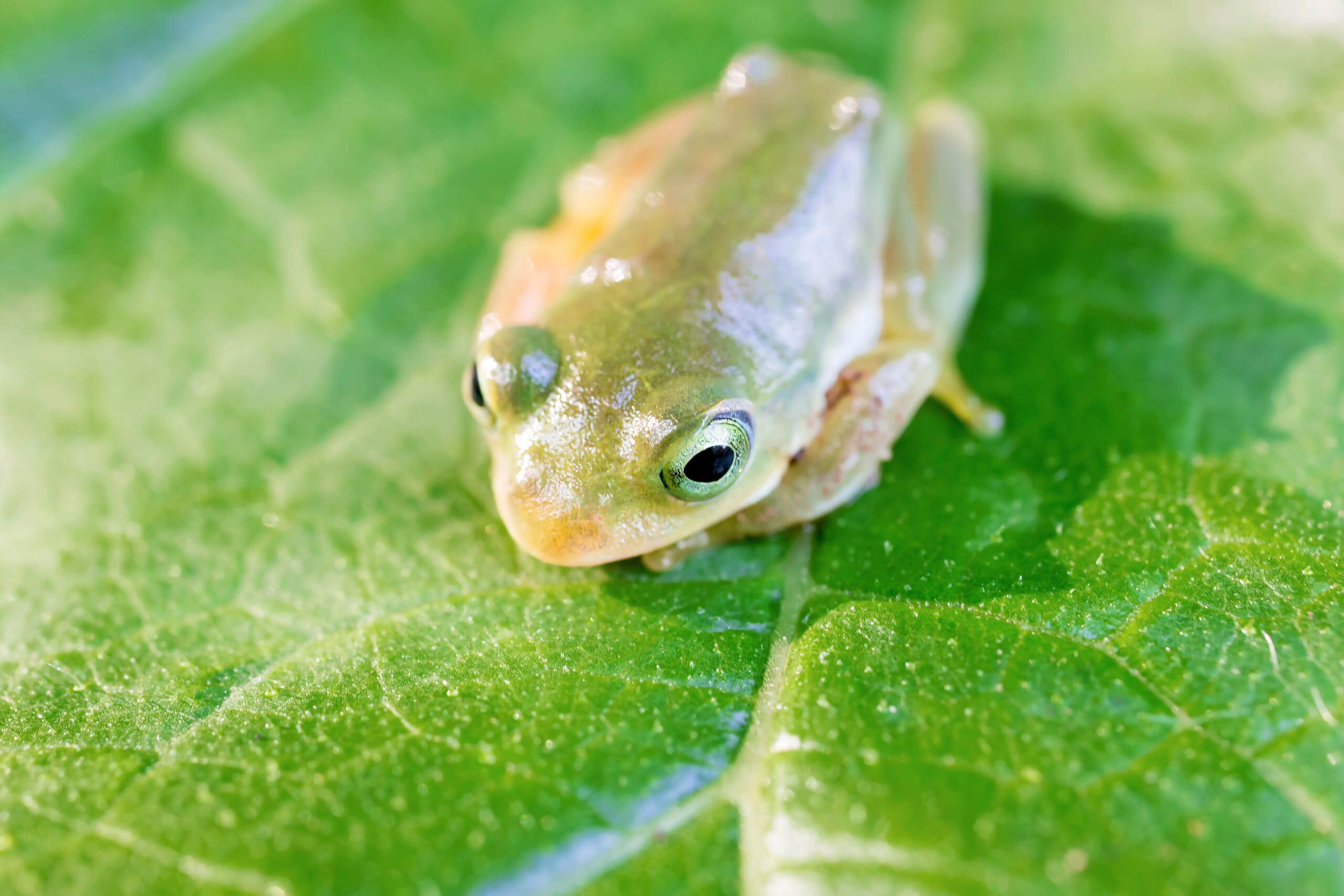 カエルのもつスピリチュアルな意味とは 状況別に示されるサインについて紹介 Uranaru ウラナル